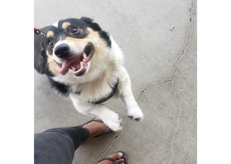 Home We Talk Pets! Animal Hospital Upland